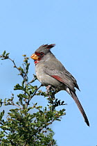 Pyrrhuloxia {Pyrrhuloxia / Cardinalis sinuatus} perched in bush, Texas, USA