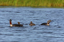 Red throated diver {Gavia stellata} family on water, Iceland