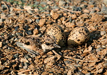 Red wattled lapwing {Vanellus indicus}, chick and eggs in scrape, Oman