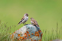 White winged snowfinch {Montifringilla nivalis}, adult and chick, Kyrgyzstan