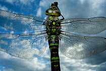 Female Emperor dragonfly (Anax imperator) close-up, on twig above water with clouds reflected, Europe