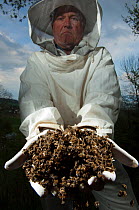 Bee keeper holding dead Honey bees (Apis mellifera) from a hive affected by colony collapse disorder, Europe
