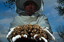 Bee keeper holding dead Honey bees (Apis mellifera) from a hive affected by colony collapse disorder, Europe