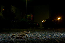 European toad (Bufo bufo) crossing a road at night with car headlights