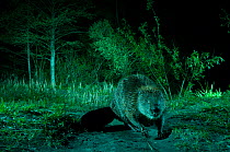 European beaver (Castor fiber) at night, France
