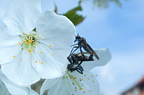 Dance fly (Empis livida) pair mating, with the female hanging below the male and feeding on its gift, a domestic fly, UK