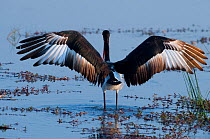 Rear view of Saddlebill stork (Ephippiorhynchus senegalensis) fishing in a pond with wings stretched out, Khwai, Okavango Delta, Moremi reserve, Botswana