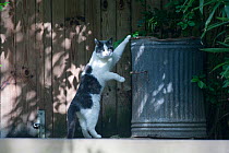 Domestic cat (Felis catus) foraging in rubbish bin, UK