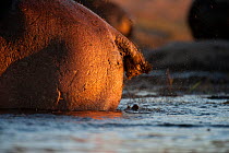 Hippopotamus {Hippopotamus amphibius} marking its territory, Khwai river, Okavango Delta, Moremi reserve, Botswana