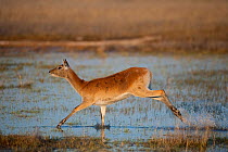 Female Lechwe (Kobus leche) running through water, Okavango Delta, Moremi Game Reserve, Botswana