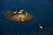 Lechwes (Kobus leche) on patch of land surrounded by water, Okavango Delta, Botswana