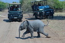 Young African elephant (Loxodonta africana) crossing road in front of tourist vehicles, Khwai, Okavango Delta, Moremi reserve, Botswana