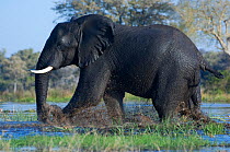 Male African elephant (Loxodonta africana) crossing the Chobe river, Botswana