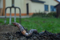 Common earthworm (Lumbricus terrestris) on dig earth  a garden, England