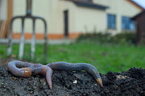 Common earthworm (Lumbricus terrestris) on dug earth in garden, England