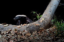 Honey badger (Mellivora capensis) photographed with a camera trap and Infra red beam, Khwai, Okavango Delta, Moremi reserve, Botswana
