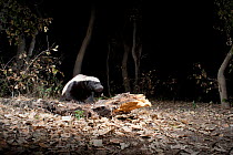 Honey badger (Mellivora capensis) photographed with a camera trap and Infra red beam, Khwai, Okavango Delta, Moremi reserve, Botswana