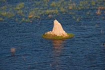 Aerial view of a termite mound surrounded by water in the Okavango Delta, Botswana