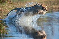 Female African lion (Panthera leo) jumping in to the Khwai river, Okavango Delta, Moremi reserve, Botswana, sequence 1/5