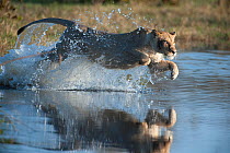 Female African lion (Panthera leo) jumping in to the Khwai river, Okavango Delta, Moremi reserve, Botswana, sequence 2/5