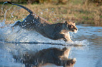 Female African lion (Panthera leo) jumping in to the Khwai river, Okavango Delta, Moremi reserve, Botswana, sequence 3/5