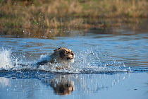 Female African lion (Panthera leo) swimming across the Khwai river, Okavango Delta, Moremi reserve, Botswana, sequence 5/5
