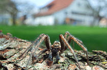 House spider (Tegenaria gigantea) on wood in a garden, Switzerland