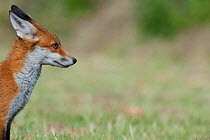 Red fox (Vulpes vulpes) profile, England