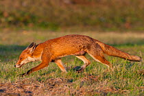 Red fox (Vulpes vulpes) walking, England