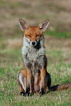 Red fox (Vulpes vulpes) sitting, England