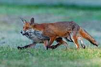Red fox (Vulpes vulpes) vixen, with cub, 3 months, running, England
