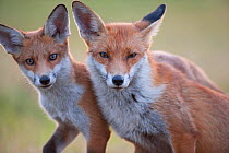Red fox (Vulpes vulpes) vixen with cub, 3 months, England