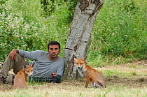 Photographer, Laurent Geslin, with a Red fox (Vulpes vulpes) vixen and cub, that are habituated to his presence, England
