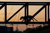 Red fox (Vulpes vulpes) walking over a bridge, silhouetted at dusk, England