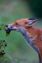 Red fox (Vulpes vulpes) sniffing Blackberries (Rubus plicatus) England