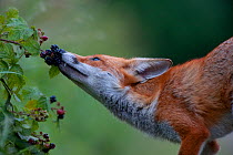 Red fox (Vulpes vulpes) feeding on Blackberries (Rubus fructicosus) England
