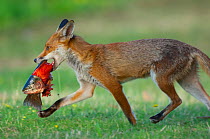 Red fox (Vulpes vulpes) carrying Brown trout (Salmo trutta) found near a fishing pond, England