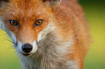 Red fox (Vulpes vulpes) portrait, England