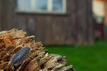 Woodlouse (Oniscus ascellus) on wood, in garden, Switzerland