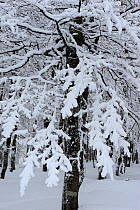 Snow covered beech trees, Ballon des Vosges Natural Park, Haut Rhin, Alsace, France, Jan 2009