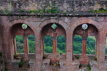 Window detail of ruins of Saint Ulrich Castle, Ribeauville, Alsace, Upper Rhine, France, May 2009