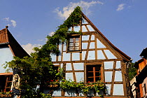 Traditional timber-frame house in Kaysersberg village, Upper Rhine, Alsace, France, May 2009