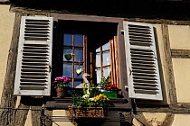 Traditional timber-frame house with shutters and window box, Kaysersberg village, Upper Rhine, Alsace, France, May 2009