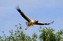 White Stork (Ciconia ciconia) in flight carrying nesting material in beak, Alsace, Upper Rhine, France, May