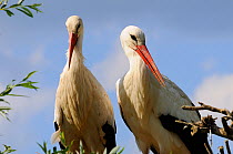 White Stork (Ciconia ciconia) pair perched in tree, Alsace, Upper Rhine, France, May