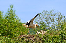 White Stork (Ciconia ciconia) feeding chicks at nest, Alsace, Upper Rhine, France, May