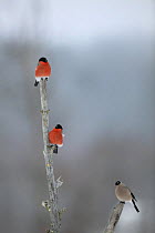 Bullfinch (Pyrrhula pyrrhula) two males and a female perched, Finland (non-ex)