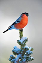 RF- Bullfinch (Pyrrhula pyrrhula) male perched, Norway. (This image may be licensed either as rights managed or royalty free.)