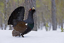 Capercaillie (Tetrao urogallus) male displaying in forest, Europe (non-ex)  January