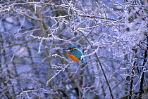 Common kingfisher (Alcedo atthis) perched on frost covered branches, UK (non-ex) January. Not available for greetings cards worldwide from 1/2/2013 - 31/1/2015.